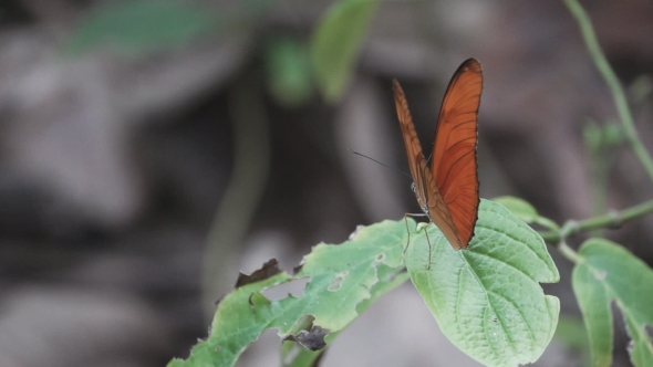 Orange Butterfly Opens Wings and Starts Flying in