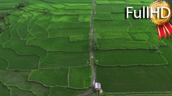 Top View of a Rural Path through Rice Fields
