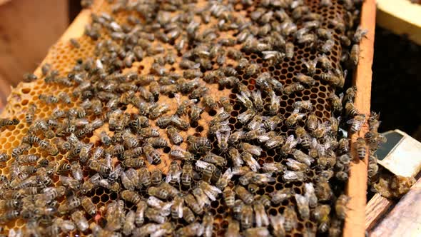 Bees Work on Empty Honeycomb alt