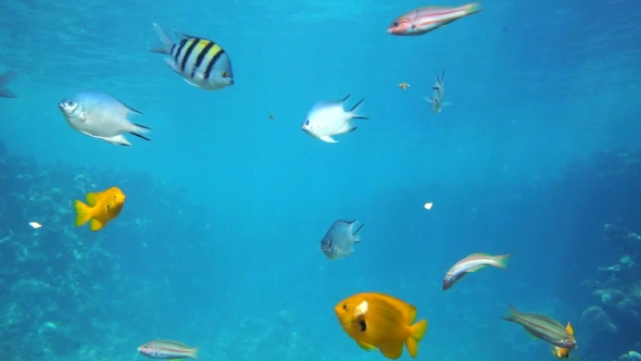 A Large Group of Fish Swim in the Red Sea, Stock Footage | VideoHive