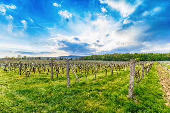 Rows of vineyards - Stock Photo - Images