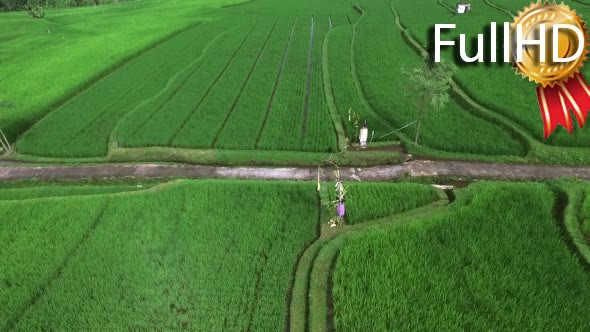 Flight Over Rural Path Through the Rice Fields