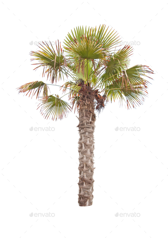 palm tree - Stock Photo - Images
