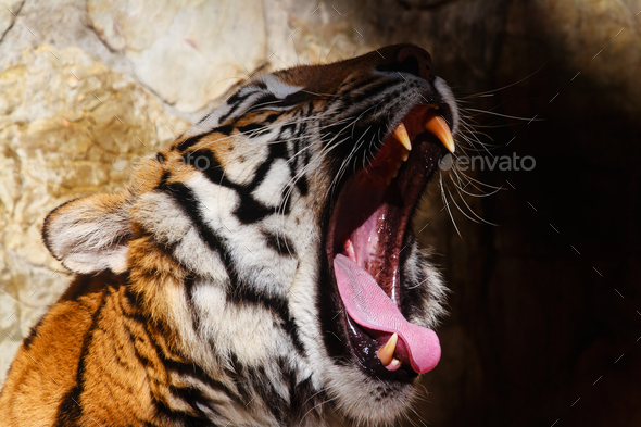 Bengal tiger - Stock Photo - Images