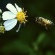 Bees Pollinate Flowers