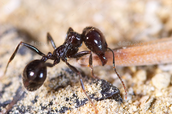 Little Ant - Stock Photo - Images