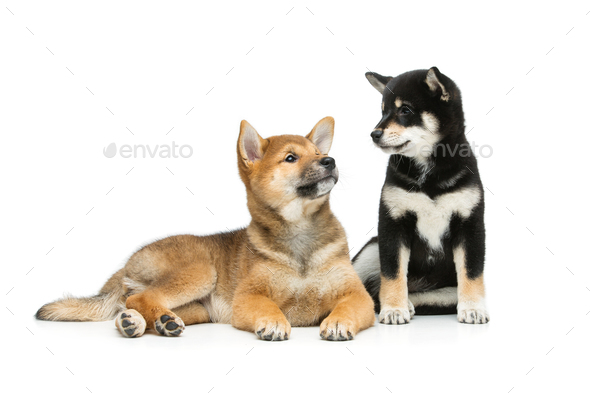 Beautiful Shiba Inu Puppies Isolated On White