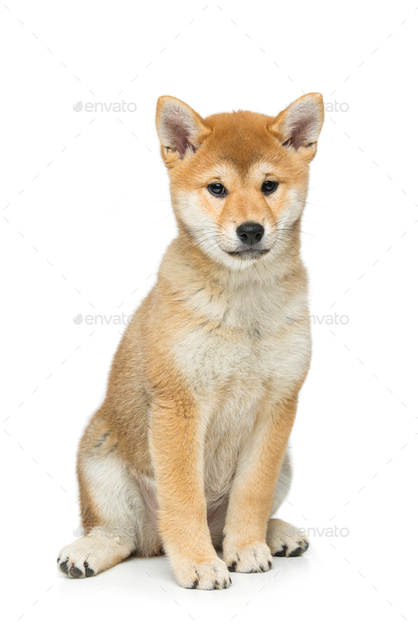 Beautiful Shiba Inu Puppy Isolated On White Stock Photo By Svetography