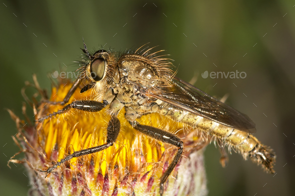 Killer fly - Stock Photo - Images