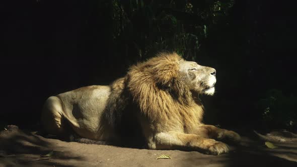 African Golden Lion Lazily Sunbathing Lying in the Sun in Jungle