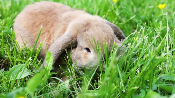 Dwarf Rabbit Breed Ram at Sunset