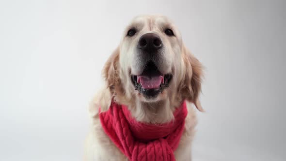 Funny Portrait of a Golden Retriever in a Warm Scarf on a White Background