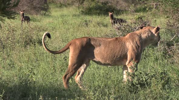 Side view of lioness walking in tall grass, wild dogs in background alt