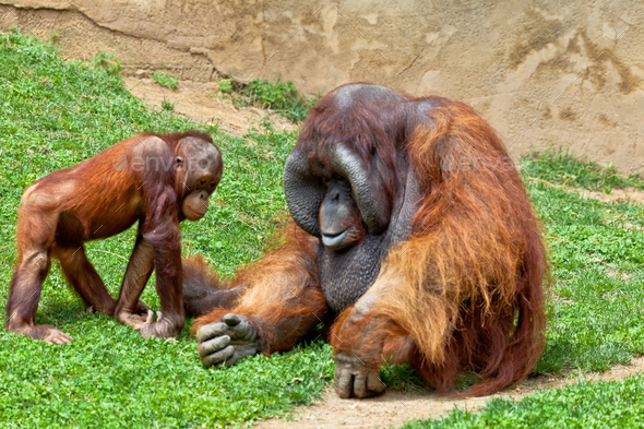 Orangutan of Borneo, Pongo Pygmaeus - Stock Photo - Images
