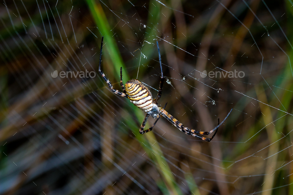 Spider, Argiope bruennichi - Stock Photo - Images