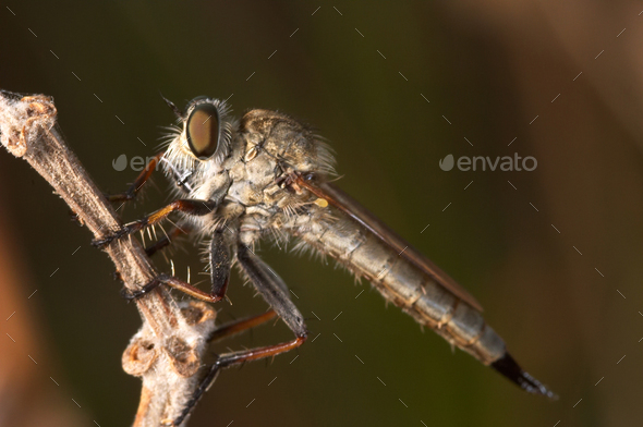 Killer Fly - Stock Photo - Images