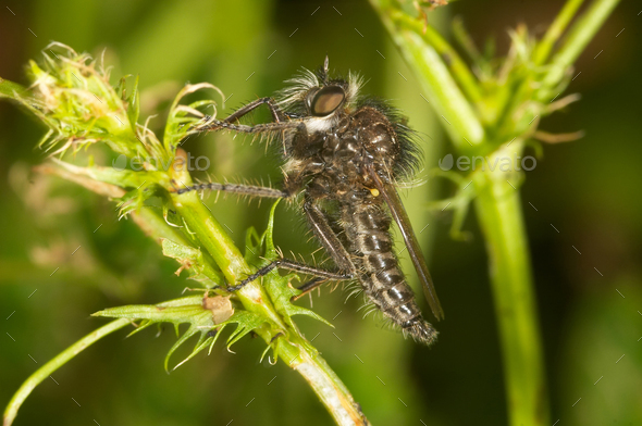 Killer Fly - Stock Photo - Images