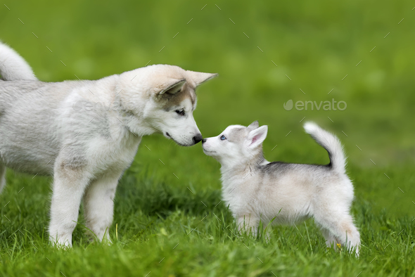 cute baby husky pups