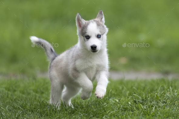 Cute Little Husky Puppy Stock Photo By Byrdyak Photodune