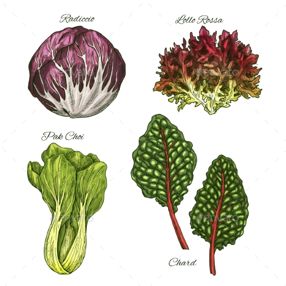 Salads or Leafy Vegetables Vector Icons Set - Food Objects