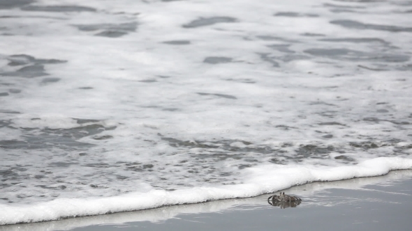 Hermit Crab and Sea at the Beach in