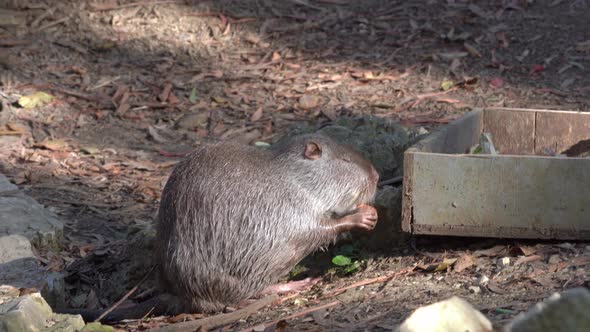 Closeup with Nutria Holding a Piece of Food in Hands Eating Carrot and Enjoying Sunshine Between the alt