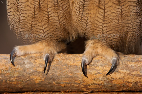 Eurasian Eagle Owl Talons Stock Photo by mattcuda | PhotoDune