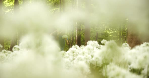 White Flowers Defocused in the Foreground and Siblings Picking White Flowers alt