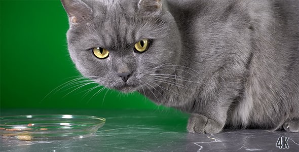 Cat On Green Background 2 alt