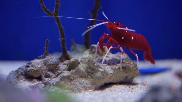 Live Shrimp Underwater