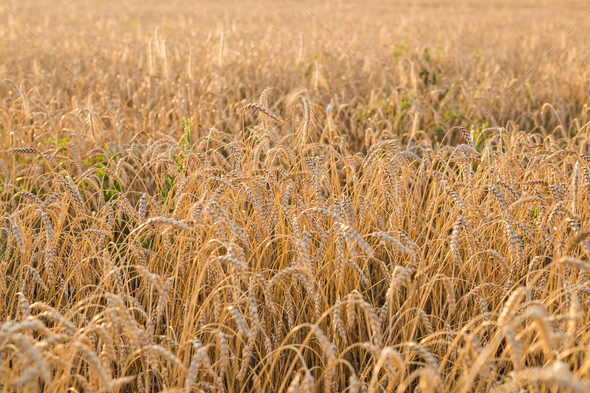 Field of Rye - Stock Photo - Images