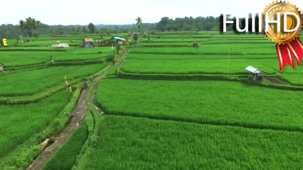 Aerial View of Rice Fields in the Countryside