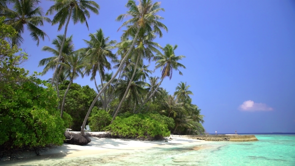 Tropical Landscape with Palm Trees and the Beach. alt