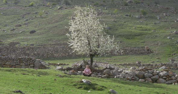 Meditation Under a Tree Among Stones