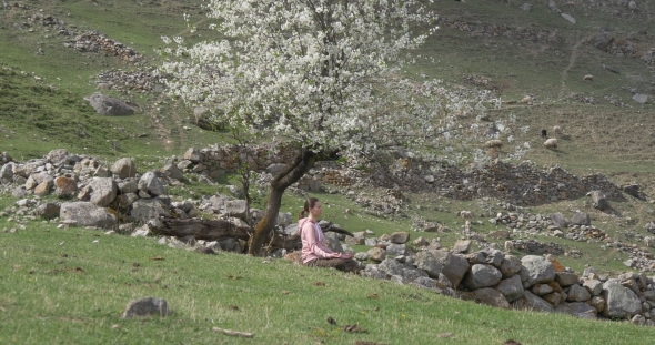 Spring Meditation Under a Flowering Tree