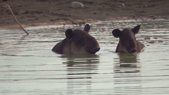 Tapir Baby and Mom in a Pond, Corcovado, Costa Rica alt