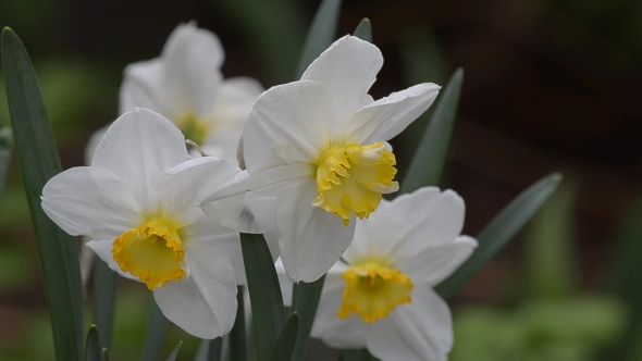 Blooming Daffodils in the Spring