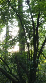 Vertical Video of Beautiful Green Forest By Day alt