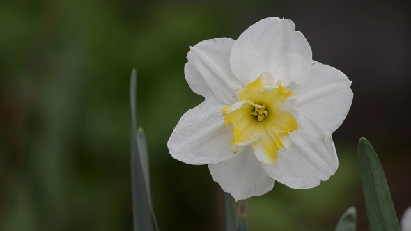 Spring Flowering Narcissus alt