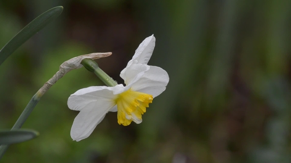 Spring Flowering Narcissus