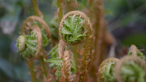 The Ferns Grow in Nature in the