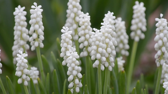 White Muscari Blooming