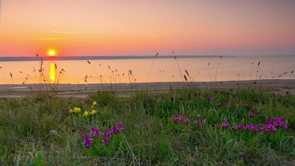 Violet and Yellow Irises on the Meadow alt