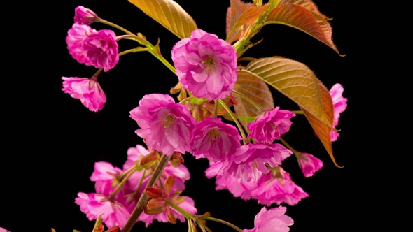 Pink Sakura Tree Flowers alt