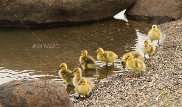 Newborn Chicks Columbia River Drink Eat Shoreline Wild Animals Stock Photo by Christopher_Boswell