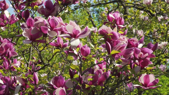 Blooming Magnolia Flower alt