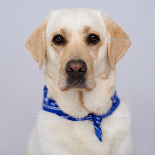 Handsome Golden Labrador Stock Photo By Daniel Dash Photodune