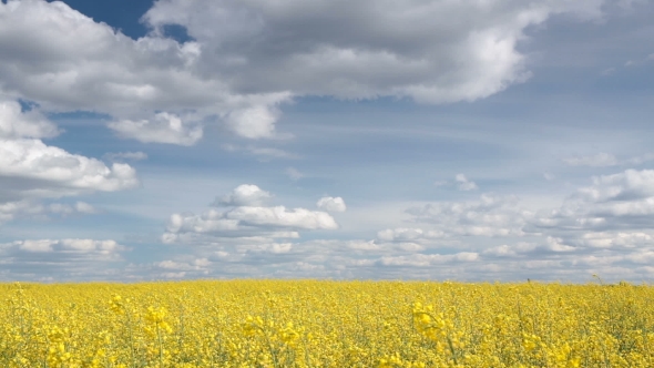 Rapeseed Field Under a Blue Sky with Clouds
