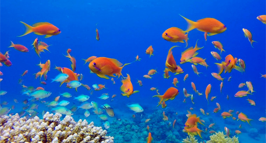 Colorful Tropical Fish