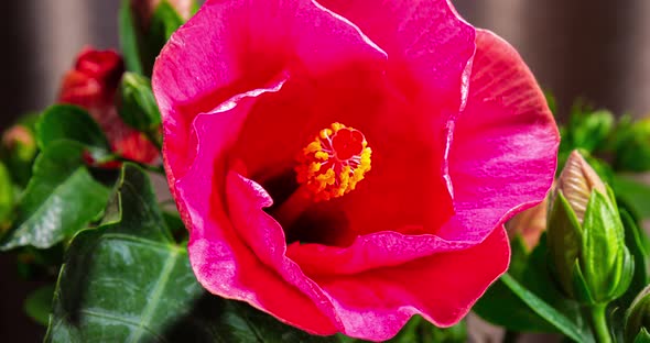 Detailed macro time lapse of a blooming Hibiscus flower